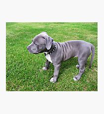 Herrliches Baby, blauer Pit Bull Puppy Dog mit Falten Fotodruck