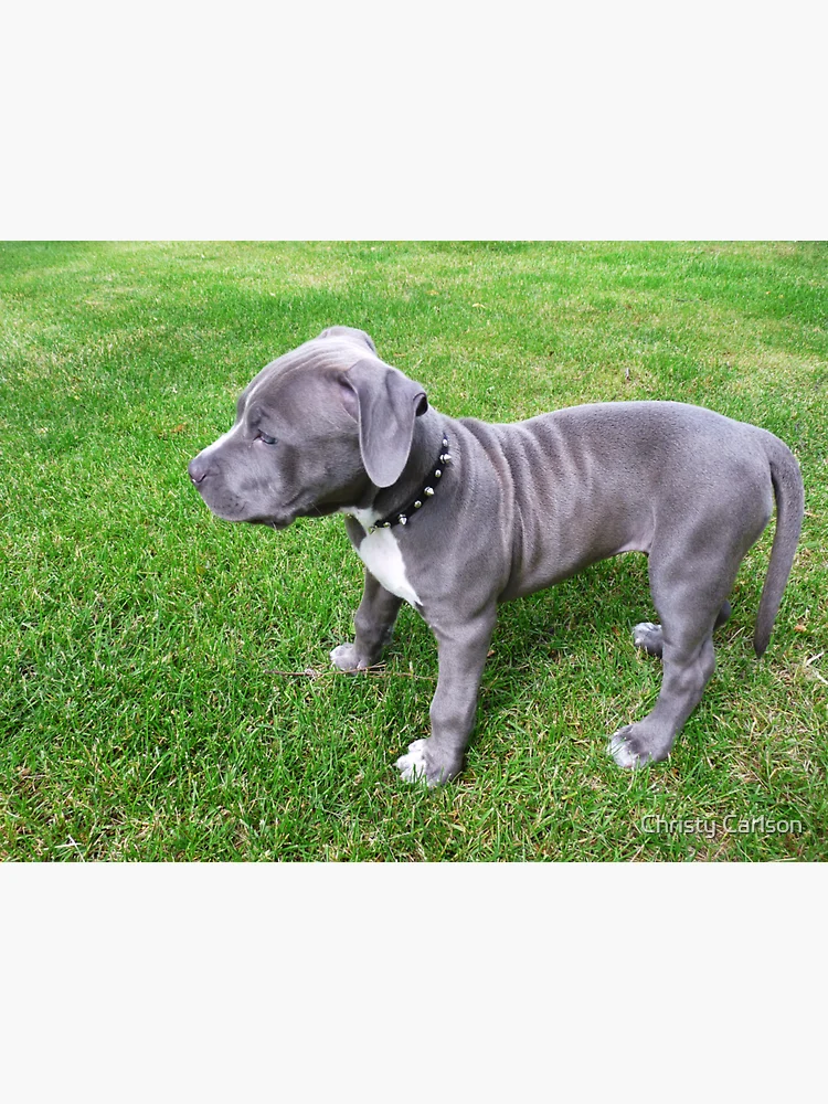 Pitbull blue store puppies for sale