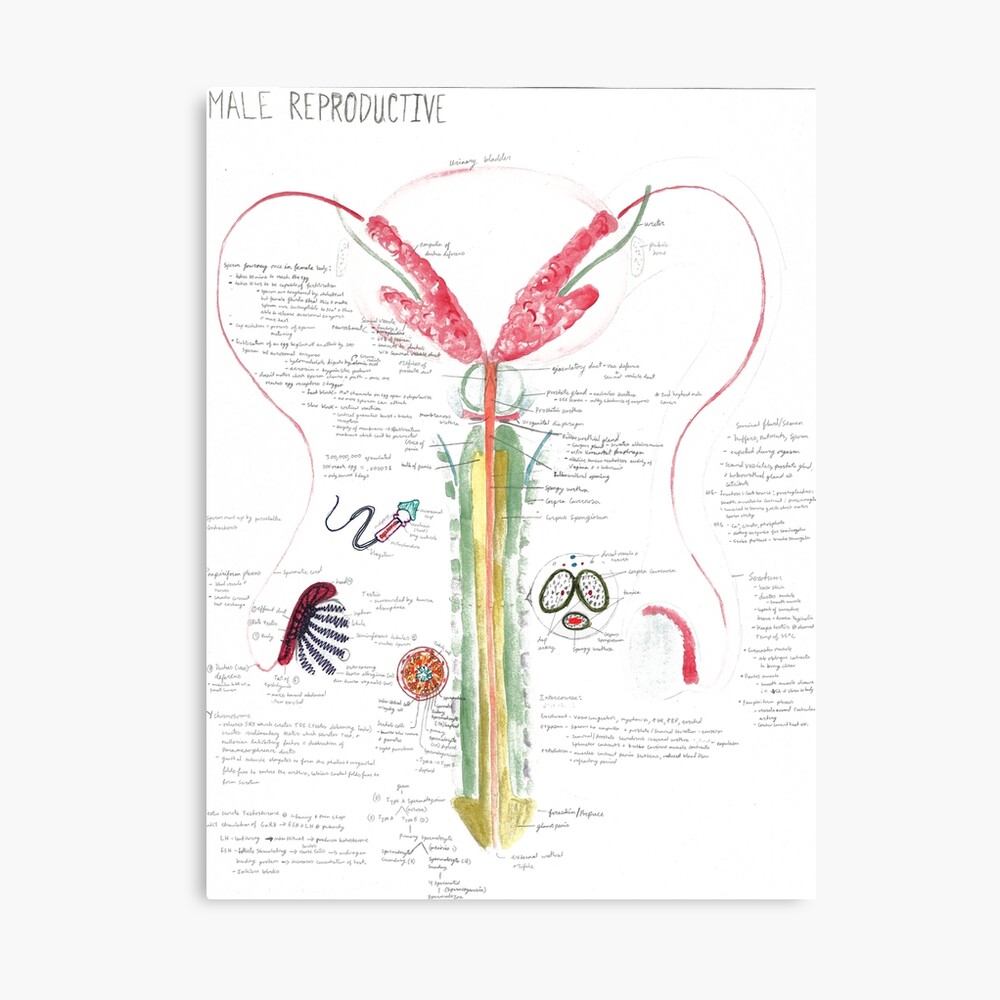 Male reproductive system with labels. Poster Print by Hank Grebe/Stocktrek  Images - Item # VARPSTHAG700003H - Posterazzi