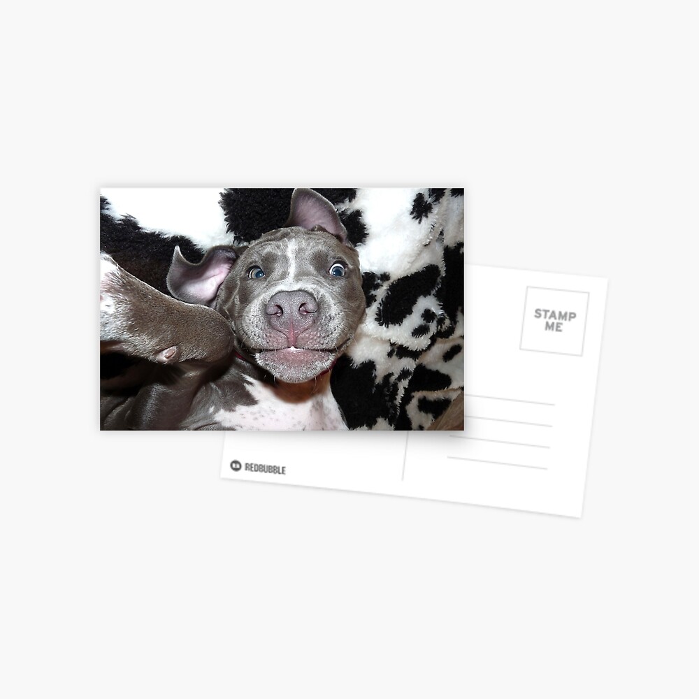 Bulldogge Geschirr Stockfotos Und Bilder Kaufen Alamy