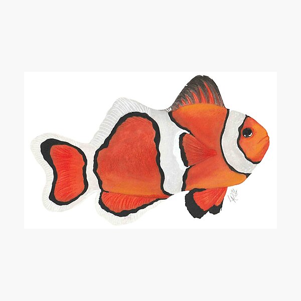 Item preview, Clown Fish designed and sold by LReevesArt.
