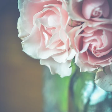 Artwork thumbnail, Antique Roses by inlightimagery