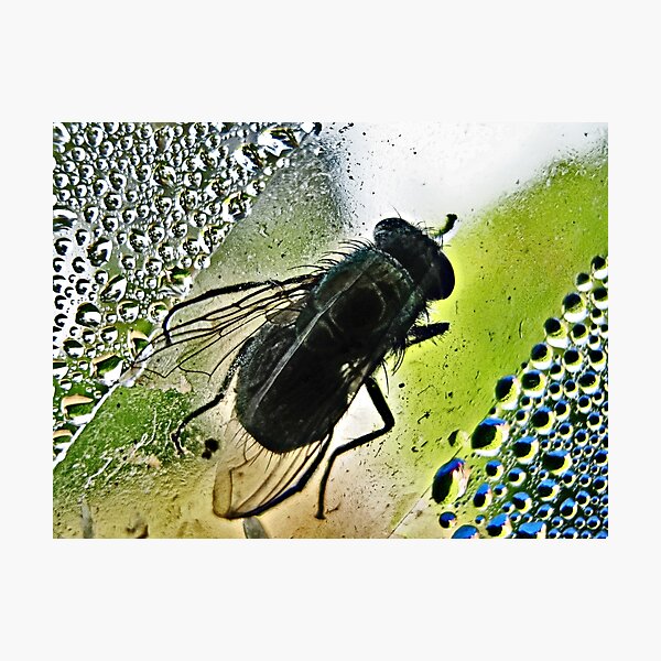 Item preview, The Fly designed and sold by Dawn Mahaney Photography .