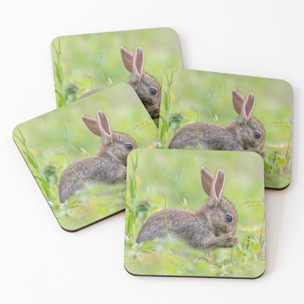 Item preview, Rabbit designed and sold by Steve Liptrot Photography.