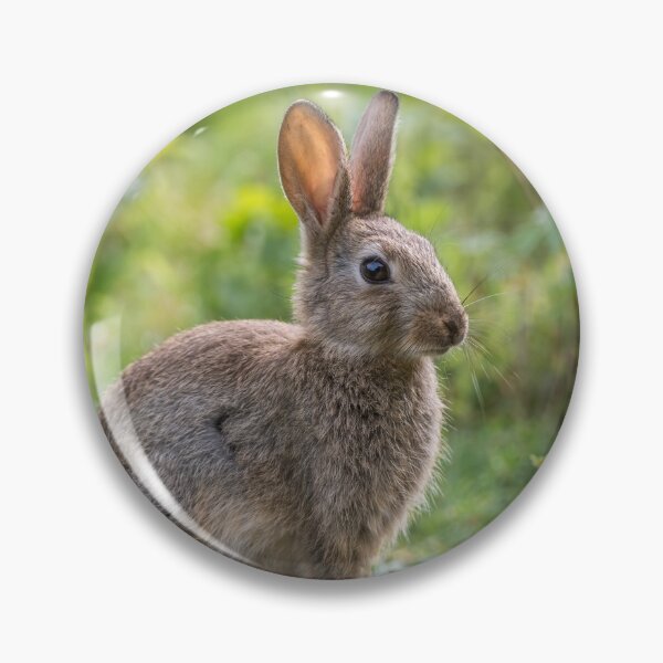 Item preview, Rabbit designed and sold by Steve Liptrot Photography.