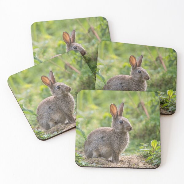 Item preview, Rabbit designed and sold by Steve Liptrot Photography.