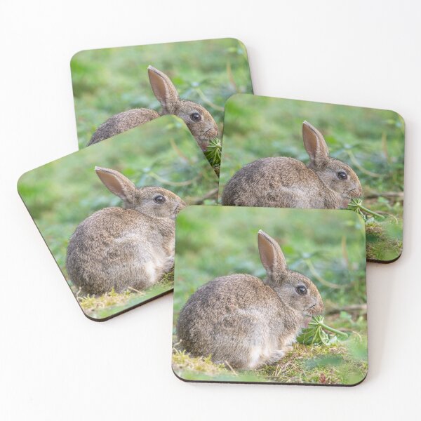Item preview, Rabbit designed and sold by Steve Liptrot Photography.