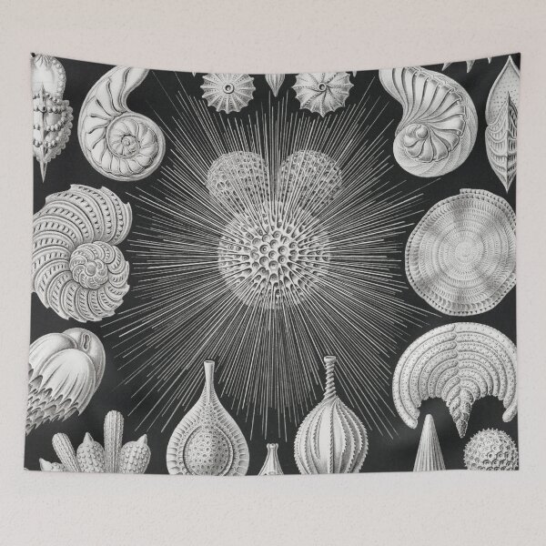 Item preview, Vintage Shells and Microorganisms designed and sold by redoARTstore.