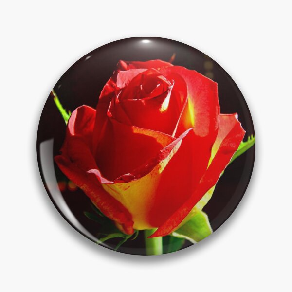 Item preview, Flower of a red hybrid tea rose designed and sold by NW-Photo-Art.