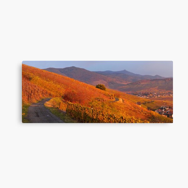 Katzenthal vineyard and the Vosges in autumn Canvas Print
