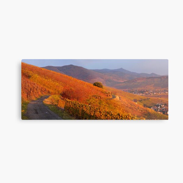 Vignoble de Katzenthal et les vosges en automne Impression métallique