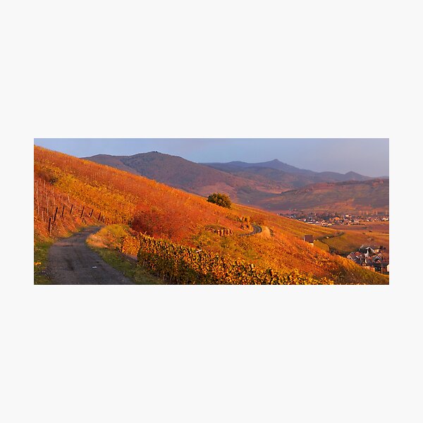 Item preview, Katzenthal vineyard and the Vosges in autumn designed and sold by Jean Isenmann.