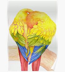 Sun conures Poster