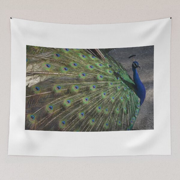 Item preview, peacock photo designed and sold by sa-oboeguy.