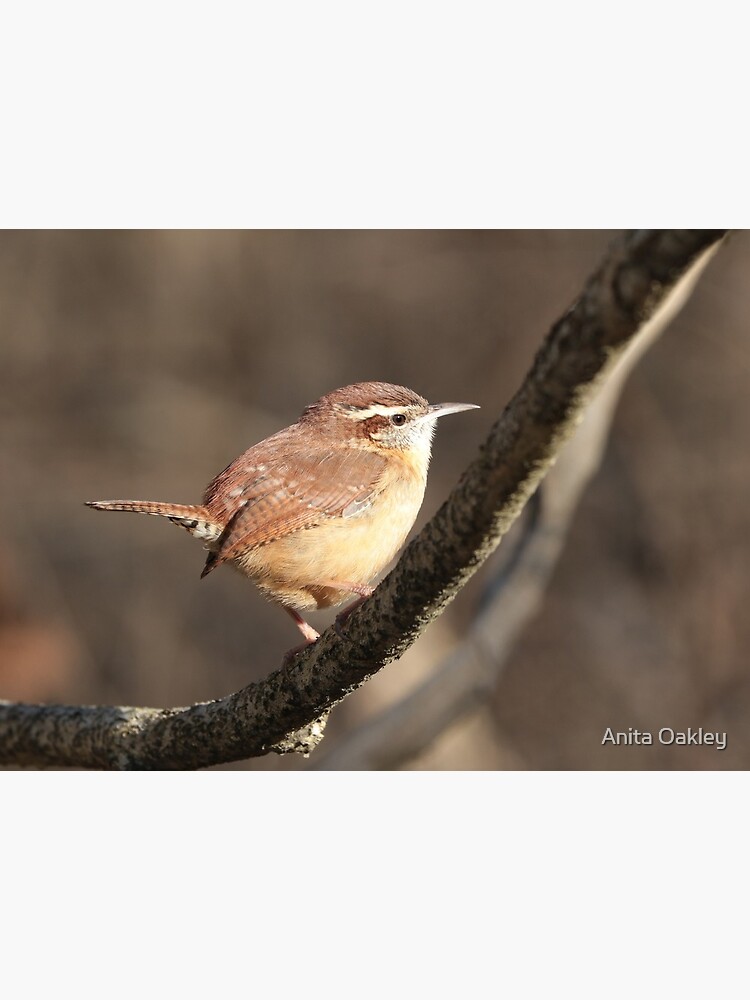 Lovely Carolina Wren