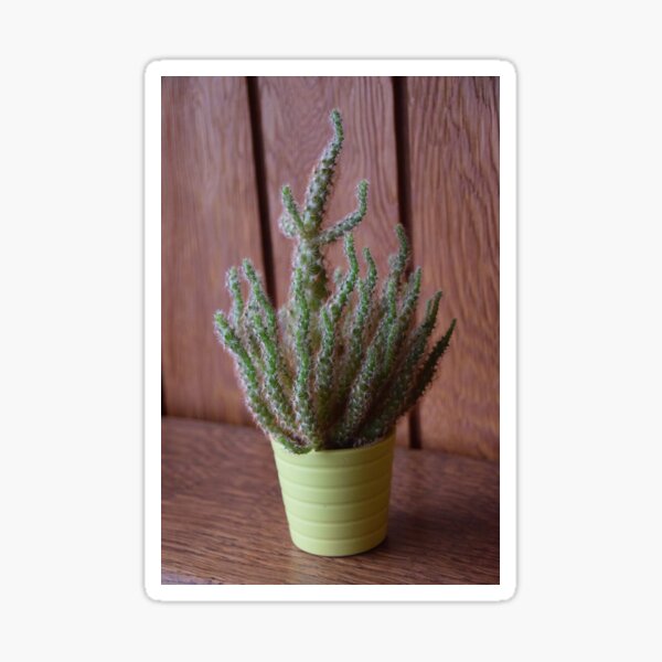 cactus Sticker