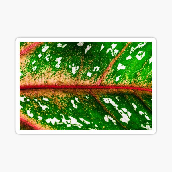 Item preview, red green leaf in back light designed and sold by Nicole Bleck.