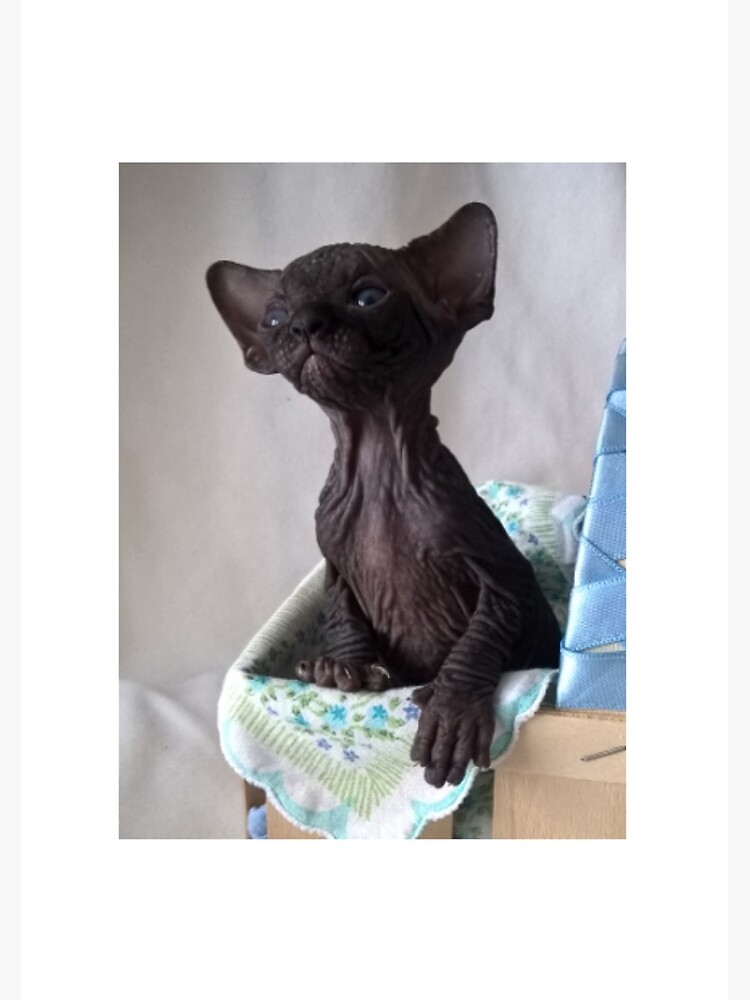 Baby Hairless Black Cat Baby Black Sphynx Cat Journal