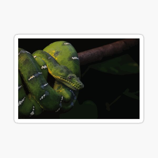 Green snake Sticker