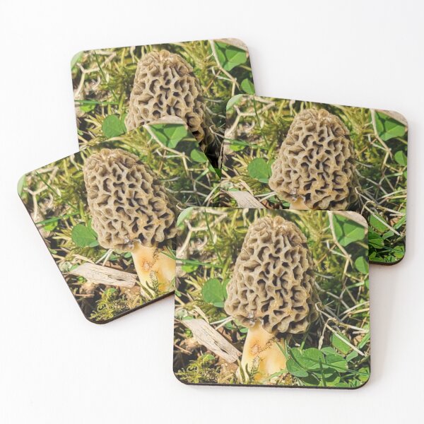 Aperçu de l'œuvre Photo de champignons morilles créée et vendue par See2B.