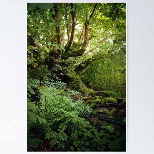 Green leaves and moss Poster