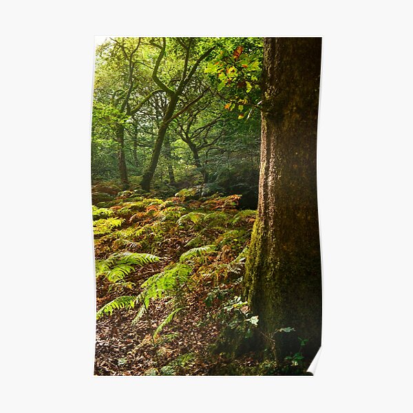 Bright Bracken Poster