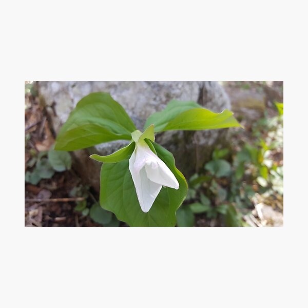 White Trillium Photographic Print