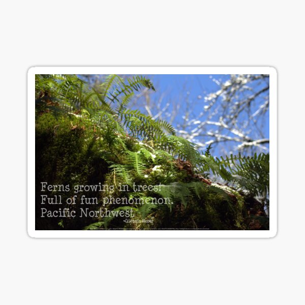 snowy Oregon ferns in trees with haiku Sticker