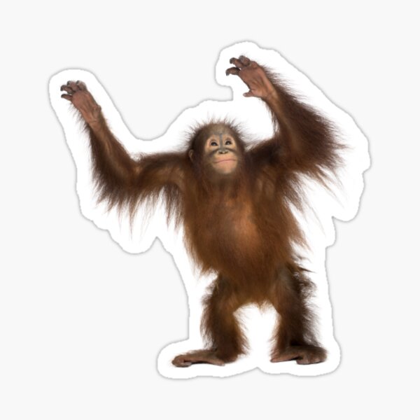 Chimpanzee Sticker Sticker