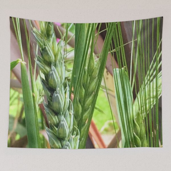 Item preview, Close up of green wheat, growing amongst plants  designed and sold by Lorraine Lashley  - My Joy..
