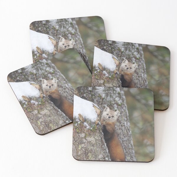 Item preview, American Marten designed and sold by mlorenz.