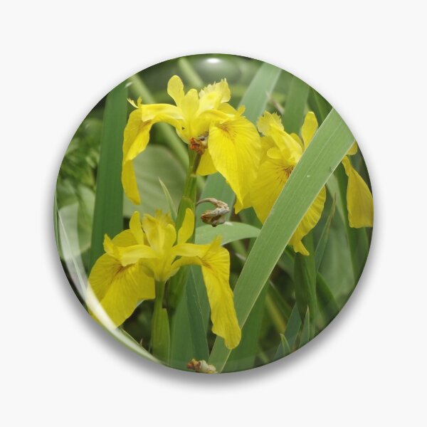 Item preview, Yellow irises designed and sold by greentiger1.