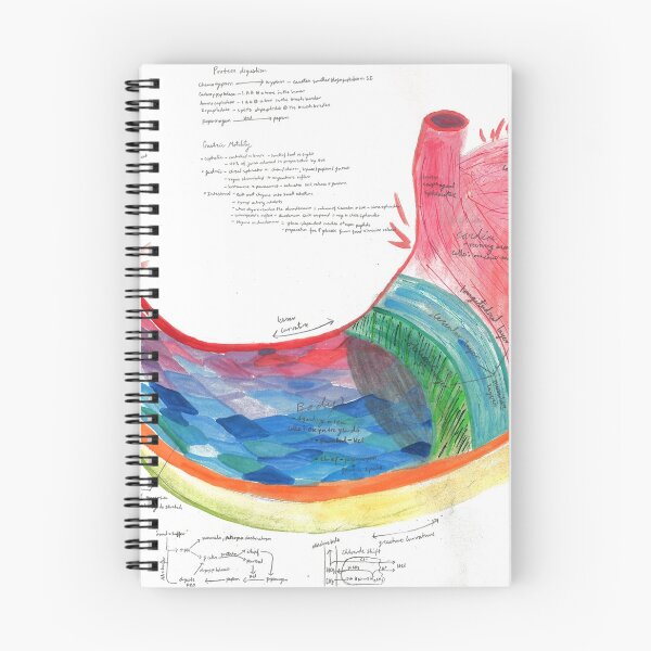 Item preview, Watercolor A&P of the Stomach designed and sold by dr-duncan.