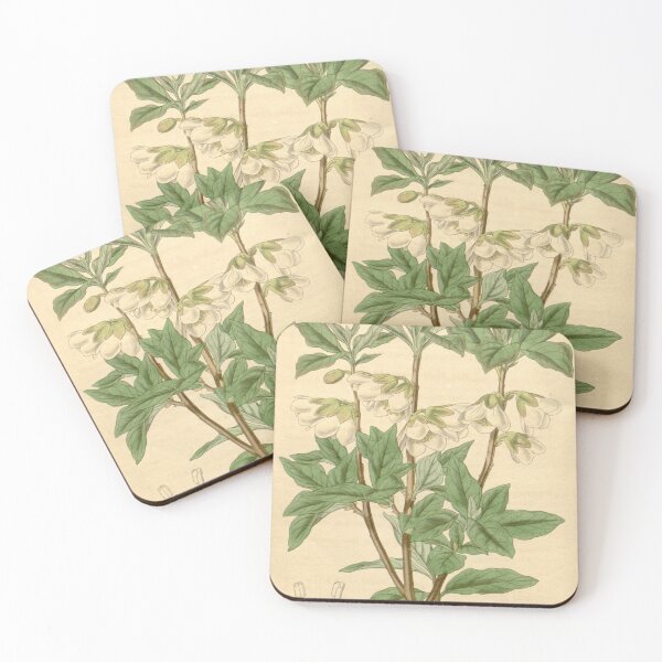 Item preview, Curtis's botanical magazine (Plate 3670) (8386404457) designed and sold by EsotericBotanic.