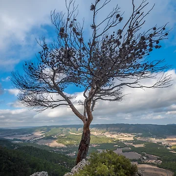 Artwork thumbnail, Observation Point Lone Tree 3 by Ralph Goldsmith