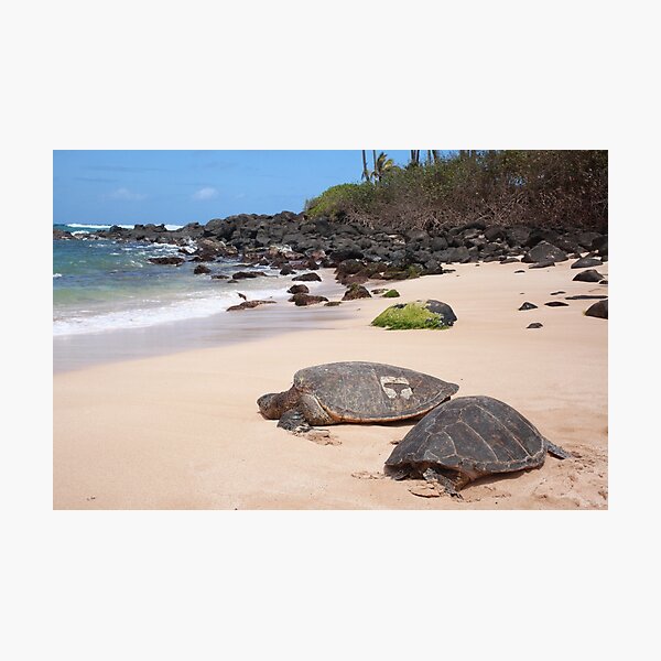 Chelonia mydas Photographic Print