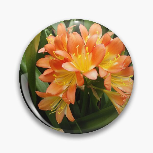 Item preview, Clivia flowers designed and sold by greentiger1.