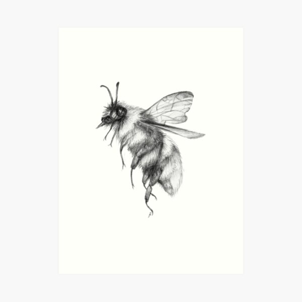 Bumblebee Sketch Art Print