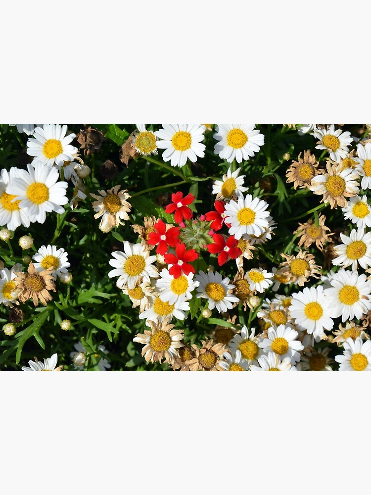 "Schönes Muster der weißen Blumen, mit kleinen roten Blumen in der