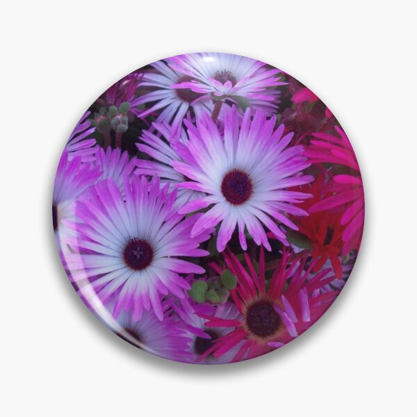 Item preview, Dazzling Livingstone Daisies designed and sold by Eleanor Wylie.