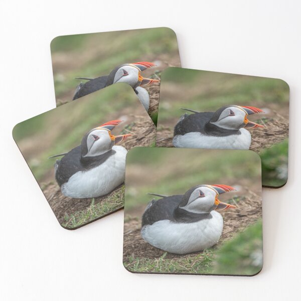 Item preview, Atlantic puffin (Fratercula arctica) designed and sold by Steve Liptrot Photography.