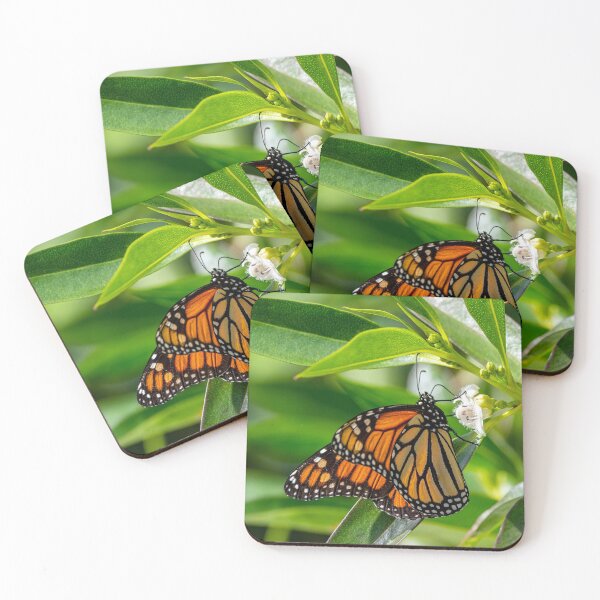 Artikelvorschau, Monarch butterfly entworfen und verkauft von iCimages.net.