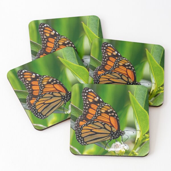 Artikelvorschau, Monarch butterfly entworfen und verkauft von iCimages.net.