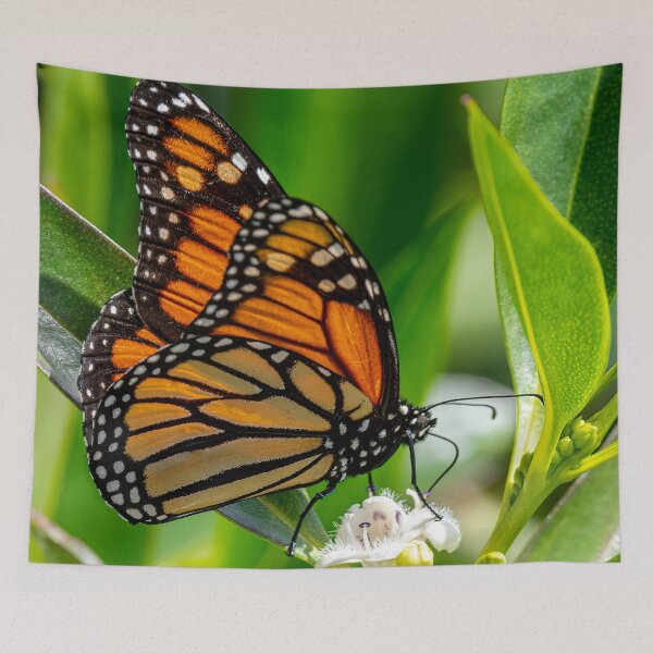 Item preview, Monarch butterfly designed and sold by iCimages.net.