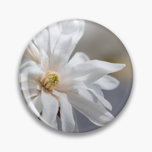 Artikelvorschau, Sonnenbadende Sternmagnolie entworfen und verkauft von mljdwhite.
