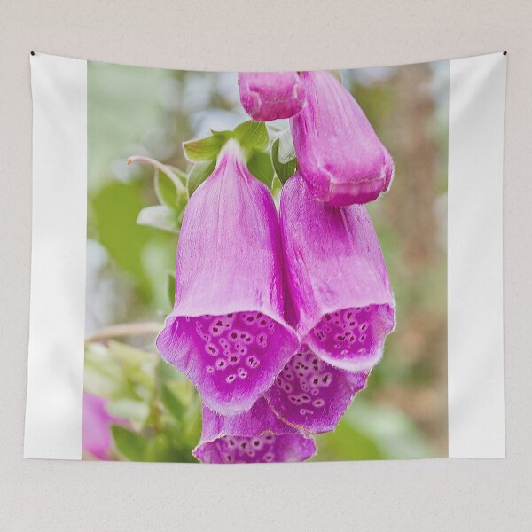 Item preview, FOXGLOVES designed and sold by Anthony Hedger Photography.