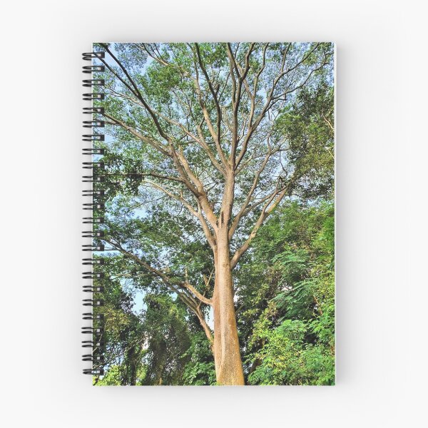 Aperçu de l'œuvre L'arbre Albizia créée et vendue par FaustineD.