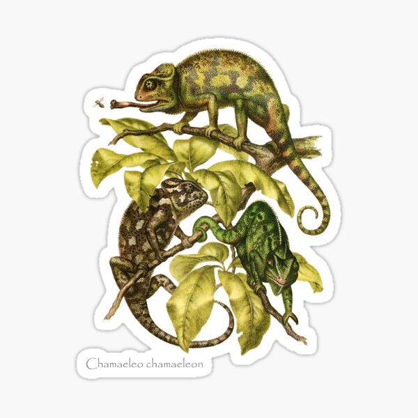 Chameleons! Sticker