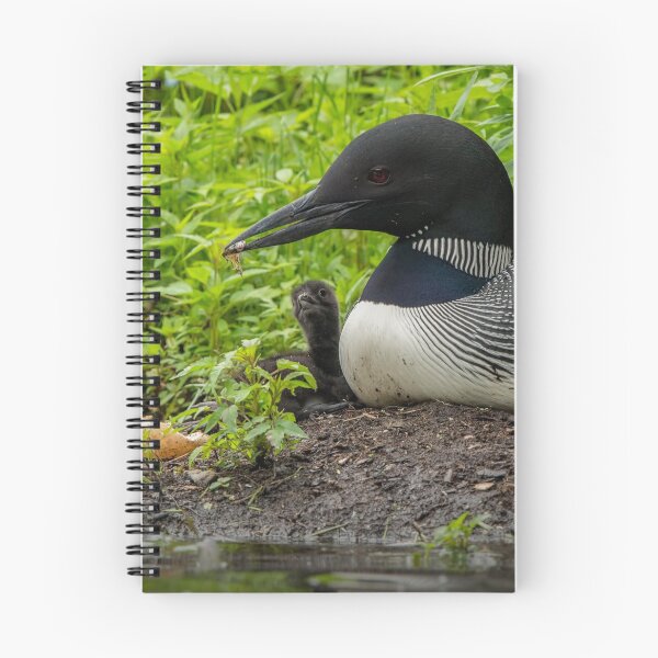Item preview, Nesting Loons 6 designed and sold by Loon-Images.