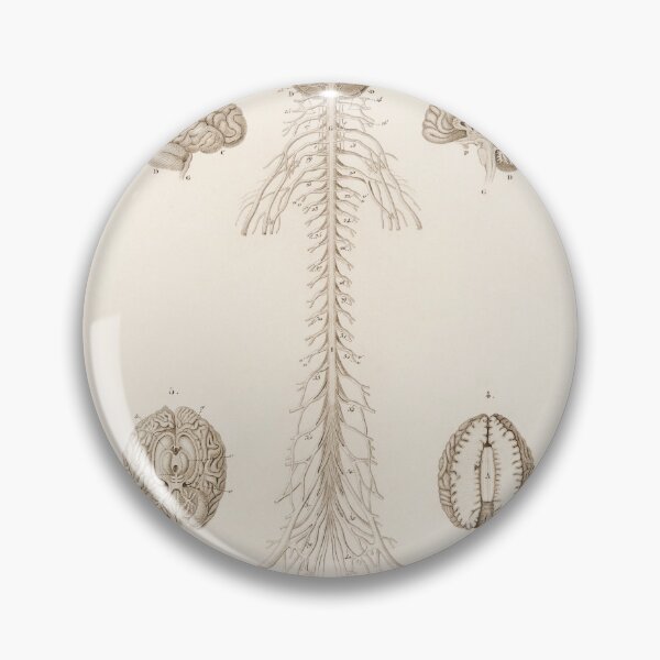 Item preview, Vintage Anatomy | Brain & spine designed and sold by LemonbatStudio.